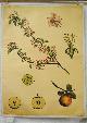  Von Engleder und Prof J. Eichler, gez. von C. Dietricj Botanical / wall chart / Schoolplaat / School Poster / School chart / Teaching chart, poster / schoolkaart, ( SCHOOLPLAAT ) Malus sylvestris)., European wild apple., Wilde appel