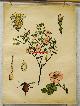  Von Engleder und Prof J. Eichler, gez. von C. Dietricj Botanical / wall chart / Schoolplaat / School Poster / School chart / Teaching chart, poster / schoolkaart, ( SCHOOLPLAAT ) Rosa ( rubiginosa) Rosa., Wilde roos