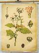  Von Engleder und Prof J. Eichler, gez. von C. Dietricj Botanical / wall chart / Schoolplaat / School Poster / School chart / Teaching chart, poster / schoolkaart, ( SCHOOLPLAAT ) Nicotiana tabacum., Tobacco., Tabak