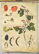  Von Engleder und Prof J. Eichler, gez. von C. Dietricj Botanical / wall chart / Schoolplaat / School Poster / School chart / Teaching chart, poster / schoolkaart, ( SCHOOLPLAAT ) Phaseolus coccineus., scarlet runner bean ., Pronkboon