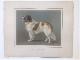 H. Sperling - lithograaf: Wilhelm Greve, (DECORATIEVE PRENT,  LITHO - DECORATIVE PRINT, LITHOGRAPH -) Rashond - Sint-bernards hond / Bernardiner Dog