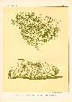  Paul Flanderky 1872-1937., (DECORATIEVE PRENT,  LITHO - DECORATIVE PRINT, LITHOGRAPH -) # 97 lizards - Metapoceros Cornutus + Tejusteyou Seetiere -- Naturstudien fuÌr Kunst u. Kunstgewerbe