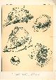  Paul Flanderky 1872-1937., (DECORATIEVE PRENT,  LITHO - DECORATIVE PRINT, LITHOGRAPH -) # 99 - sea shells: Busycon Perversum + Dolium Ringens + Cassis Cornuta + Rapana Benzoar ---  Seetiere -- Naturstudien fuÌr Kunst u. Kunstgewerbe