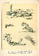  Paul Flanderky 1872-1937., (DECORATIEVE PRENT,  LITHO - DECORATIVE PRINT, LITHOGRAPH -) # 98- Snakes: Coelopeltis Moilensis - Echis Carinatus - Cerastes Vipera - Cerastes Cornutus ----  Seetiere -- Naturstudien fuÌr Kunst u. Kunstgewerbe