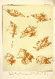  Paul Flanderky 1872-1937., (DECORATIEVE PRENT,  LITHO - DECORATIVE PRINT, LITHOGRAPH -) # 96- sea shells:Pleurotoma Australis - Pleurotoma Javana - Colunibarium Pagodus - Murex Pinnatus - Rapana - Tudicla ---  Seetiere -- Naturstudien fuÌr Kunst u. Kunstgewerbe