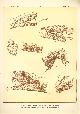  Paul Flanderky 1872-1937., (DECORATIEVE PRENT,  LITHO - DECORATIVE PRINT, LITHOGRAPH -) # 89- Snakes: Bitis Canceolatus - Lachesis Mutus - Bitis Gabonica - Bitis Nasicornis  ----  Seetiere -- Naturstudien fuÌr Kunst u. Kunstgewerbe