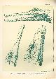  Paul Flanderky 1872-1937., (DECORATIEVE PRENT,  LITHO - DECORATIVE PRINT, LITHOGRAPH -) # 73- Caiman: Tomistoma Schlegeli - Crocodilus Rhombifer ----  Seetiere -- Naturstudien fuÌr Kunst u. Kunstgewerbe