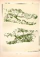  Paul Flanderky 1872-1937., (DECORATIEVE PRENT,  LITHO - DECORATIVE PRINT, LITHOGRAPH -) # 13- Crocodile: Osteolaemus Tetraspis----  Seetiere -- Naturstudien fuÌr Kunst u. Kunstgewerbe