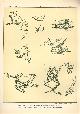 Paul Flanderky 1872-1937., (DECORATIEVE PRENT,  LITHO - DECORATIVE PRINT, LITHOGRAPH -) # 85-  Frogs nr 1 ----  Seetiere -- Naturstudien fuÌr Kunst u. Kunstgewerbe