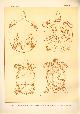  Paul Flanderky 1872-1937., (DECORATIEVE PRENT,  LITHO - DECORATIVE PRINT, LITHOGRAPH -) # 81 - Turtle - Trionyx Triunguis - Testudo Leithii ---  Seetiere -- Naturstudien fuÌr Kunst u. Kunstgewerbe