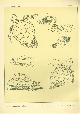  Paul Flanderky 1872-1937., (DECORATIEVE PRENT,  LITHO - DECORATIVE PRINT, LITHOGRAPH -) # 77 - water turtle - Chelonia Mydas - Testudo Leithii ---  Seetiere -- Naturstudien fuÌr Kunst u. Kunstgewerbe