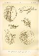  Paul Flanderky 1872-1937., (DECORATIEVE PRENT,  LITHO - DECORATIVE PRINT, LITHOGRAPH -) # 72 - turtle - Trionyx Gangeticus - Trionyx Subplanus - Chelys Fimbriata ---  Seetiere -- Naturstudien fuÌr Kunst u. Kunstgewerbe
