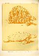  Paul Flanderky 1872-1937., (DECORATIEVE PRENT,  LITHO - DECORATIVE PRINT, LITHOGRAPH -) # 62 -Land and see turtle -  Testudo Radiata - Chelonia Mydas ---  Seetiere -- Naturstudien fuÌr Kunst u. Kunstgewerbe