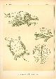  Paul Flanderky 1872-1937., (DECORATIEVE PRENT,  LITHO - DECORATIVE PRINT, LITHOGRAPH -) # 15 - Pond turtle - Emys Orbicularis  ---  Seetiere -- Naturstudien fuÌr Kunst u. Kunstgewerbe