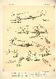  Paul Flanderky 1872-1937., (DECORATIEVE PRENT,  LITHO - DECORATIVE PRINT, LITHOGRAPH -) # 76 - Gill newt - Amblystoma Axolotl ---  Seetiere -- Naturstudien fuÌr Kunst u. Kunstgewerbe