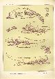  Paul Flanderky 1872-1937., (DECORATIEVE PRENT,  LITHO - DECORATIVE PRINT, LITHOGRAPH -) # 47 - Gill newt - Amblystoma Axolotl ---  Seetiere -- Naturstudien fuÌr Kunst u. Kunstgewerbe