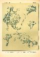  Paul Flanderky 1872-1937., (DECORATIEVE PRENT,  LITHO - DECORATIVE PRINT, LITHOGRAPH -) # 27 - Lizard - Draco Fimbriatus - nDraco Rostratus - Draco Blanfordii  ---  Seetiere -- Naturstudien fuÌr Kunst u. Kunstgewerbe