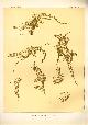  Paul Flanderky 1872-1937., (DECORATIEVE PRENT,  LITHO - DECORATIVE PRINT, LITHOGRAPH -) # 61 - Lizard  - sand lizard  - Lacerta Agilis ---  Seetiere -- Naturstudien fuÌr Kunst u. Kunstgewerbe