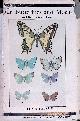  Daglish, E. Fitch, Our butterflies and moths and how to know them