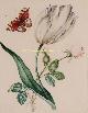  , Tulip with rose and butterfly - James Holland, c. 1825