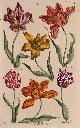  , Tulips - John Hill, 1756-57