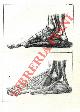  UGUCCIONI Leopoldo -, Elementi di Anatomia Esterna.