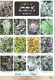  Dobson, F.S., Guide to Lichens of heaths and moors (CHART) (Identification Chart)