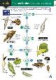  Bebbington, A. & J., Bugs on Bushes (Identification Chart) An invertebrate name trail