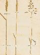  Amos, William, Minutes in Agriculture and Planting ... Illustrated with Specimens of eight Sorts of the best, and two Sorts of the worst Natural Grasses ...