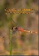  Richter, R.; Endersby, I., Dragonflies and Damselflies of Victoria and Tasmania