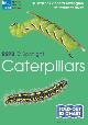  Taylor, M.; Lewington, R., RSPB ID Spotlight - Caterpillars