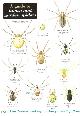  Bee, L.; Lewington, R. (Illustrator), House and Garden Spiders (Identification Chart)