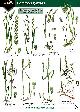  Gardener, M.; Roberts, C. (Illustrator), Guide to common grasses