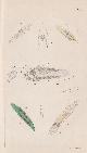  SCHMIDT, Eduard Oscar:, Die rhabdocoelen Strudelwürmer (Turbellaria rhabdocoela) des süssen Wassers. Beschrieben und abgebildet.