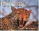 9780624039709 Nigel Dennis 45078, Africa's Big Cats and Other Carnivores