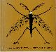 9780825303968 Edward Gorey 44732, The Insect God