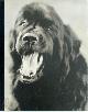 9780821221662 Bruce Weber 11801, Gentle Giants