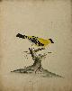  After Hayes, William., Natural History birds | Yellow Gold Finch, Goudsijs, goudvink, published ca 1900, 1 p.