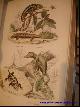  CUVIER., Histoire Naturelle de Lacépède. Comprenant les Cétacés, les Quadrupèdes Ovipares, les Serpents et les Poissons (2 volumes)