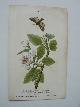  antique print (prent), De wintervlinder, Cheimatobia brumata. De krakeling, Diloba coeruleocephala.