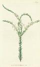  Curtis, William; F. Sansom (engrav.), Struthiola Erecta. Smooth Struthiola. Engraving # 222 from Curtis's Botanical Magazine