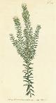  Curtis, William; F. Sansom (engrav.), Phylica Ericoides. Heath-Leav'd Phylica. Engraving # 224 from Curtis's Botanical Magazine