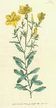  Curtis, William; F. Sansom (engrav.), Linum Arboreum. Tree Flax. Engraving # 234 from Curtis's Botanical Magazine