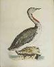  Selby, Prideaux John (1788-1867 - author) and William Lizars (17881859 - engraver), Red Throated Diver - Plate LXXVIII. Plates to Selby's Illustrations of British Ornithology & Water Birds