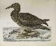  Selby, Prideaux John (1788-1867 - author) and William Lizars (17881859 - engraver), Solan Gannet, Young of the Year - Plate LXXIVII. Plates to Selby's Illustrations of British Ornithology & Water Birds