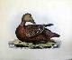  Selby, Prideaux John (1788-1867 - author) and William Lizars (17881859 - engraver), Eider, Female - Plate LXX. Plates to Selby's Illustrations of British Ornithology & Water Birds
