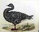  Selby, Prideaux John (1788-1867 - author) and William Lizars (17881859 - engraver), Bean Goose - Plate XLII. ,Plates to Selby's Illustrations of British Ornithology & Water Birds