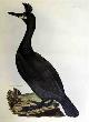  Selby, Prideaux John (1788-1867 - author) and William Lizars (17881859 - engraver), Crested Cormorant - Plate LXXXVI. Plates to Selby's Illustrations of British Ornithology & Water Birds