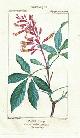  Turpin, P. J. F. (Artist) and Antoine-Laurent de Jussieu (1748-1836) (Author), A Collection of 50 Color Plates from "Dictionnaire Des Sciences Naturelles. Planches. Botanique. Classée D'Après la Méthode Naturelle de M. Antoine-Laurent de Jussieu. Végétaux, Acotylédons - Monocotylédons - Dicotylédons. " First Edition