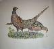  Selby, Prideaux John (1788-1867 - author) and William Lizars (17881859 - engraver), Pheasants M & F - Plate LXXII Plates to Selby's Illustrations of British Ornithology & Water Birds